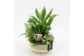 Arrangementen kamerplanten GRCR-2566 Green Essentials 3 pp