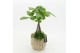 Arrangementen kamerplanten GRCR-2527 Green Essentials 2 pp 