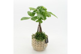 Arrangementen kamerplanten GRCR-2527 Green Essentials 2 pp