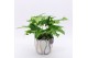 Arrangementen kamerplanten GRCR-2534 Green Essentials 1 pp 
