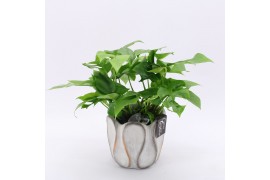 Arrangementen kamerplanten GRCR-2534 Green Essentials 1 pp