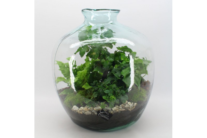 Arrangementen kamerplanten GRCR-2555 Green Essentials Terrarium 4 pp Arrangementen kamerplanten GRCR-2555 Green Essentials Terrarium 4 pp