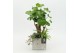 Arrangementen kamerplanten GRCR-2530 Green Essentials 3 pp 