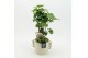 Arrangementen kamerplanten GRCR-2525 Green Essentials 2 pp 