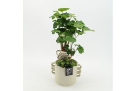 Arrangementen kamerplanten GRCR-2525 Green Essentials 2 pp