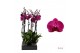 Phalaenopsis anthura stellenbosch 2 tak - 65/70cm 