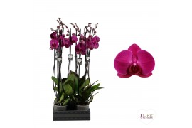 Phalaenopsis anthura stellenbosch 2 tak - 65/70cm