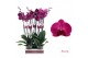 Phalaenopsis anthura stellenbosch 2 tak - 65/70cm 