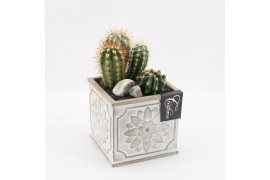 Arrangementen cactus CTCR-2516 Cactus Essentials 2 pp