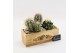 Arrangementen cactus CTCR-2524 Cactus Essentials 2 pp 