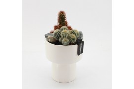 Arrangementen cactus CTCR-2548 Cactus Essentials 2 pp
