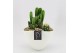 Arrangementen cactus CTCR-2533 Cactus Essentials 2 pp 