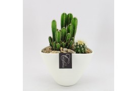 Arrangementen cactus CTCR-2533 Cactus Essentials 2 pp