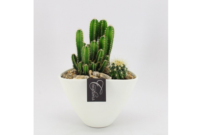 Arrangementen cactus CTCR-2533 Cactus Essentials 2 pp Arrangementen cactus CTCR-2533 Cactus Essentials 2 pp