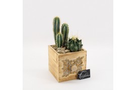 Arrangementen cactus CTCR-2523 Cactus Essentials 2 pp