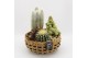 Arrangementen cactus CTCR-2529 Cactus Essentials 3 pp 