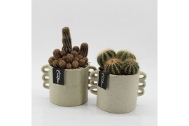 Arrangementen cactus CTCR-2546 Cactus Essentials 1 pp