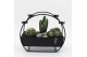 Arrangementen cactus CTCR-2542 Cactus Essentials 3 pp 