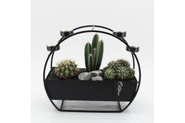 Arrangementen cactus CTCR-2542 Cactus Essentials 3 pp