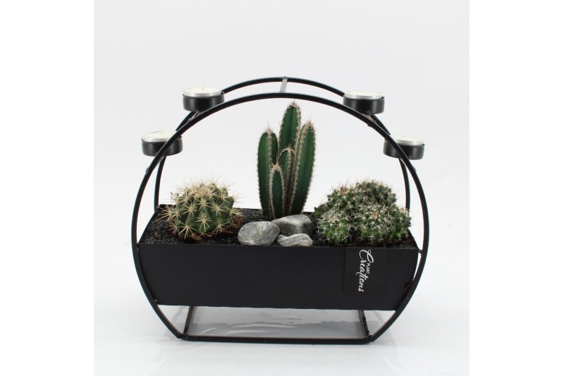 Arrangementen cactus CTCR-2542 Cactus Essentials 3 pp Arrangementen cactus CTCR-2542 Cactus Essentials 3 pp