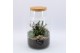 Arrangementen cactus CTCR-2503 Cactus Essentials Terrarium 3 pp 