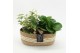 Arrangementen kamerplanten GRCR-2509 Green Essentials 2 pp 
