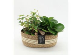 Arrangementen kamerplanten GRCR-2509 Green Essentials 2 pp