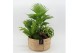 Arrangementen kamerplanten GRCR-2506 Green Essentials 3 pp 