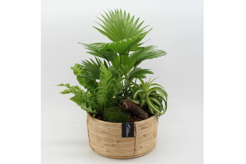 Arrangementen kamerplanten GRCR-2506 Green Essentials 3 pp Arrangementen kamerplanten GRCR-2506 Green Essentials 3 pp