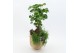 Arrangementen kamerplanten GRCR-2505 Green Essentials 2 pp 