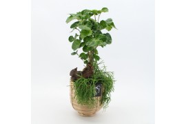 Arrangementen kamerplanten GRCR-2505 Green Essentials 2 pp