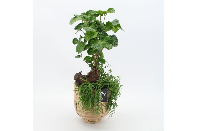 Arrangementen kamerplanten GRCR-2505 Green Essentials 2 pp Arrangementen kamerplanten GRCR-2505 Green Essentials 2 pp