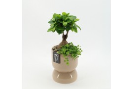 Arrangementen kamerplanten GRCR-2511 Green Essentials 2 pp