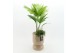 Arrangementen kamerplanten GRCR-2512 Green Essentials 2 pp 