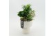 Arrangementen kamerplanten GRCR-2517 Green Essentials 3 pp 