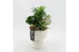 Arrangementen kamerplanten GRCR-2517 Green Essentials 3 pp
