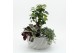 Arrangementen kamerplanten GRCR-2533 Green Essentials 3 pp 
