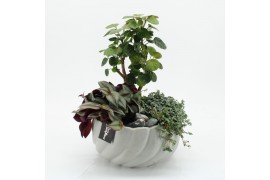 Arrangementen kamerplanten GRCR-2533 Green Essentials 3 pp