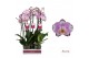 Phalaenopsis floriclone art nouveau 2 tak - 65/70cm 