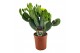 Overig cactus Opuntia 