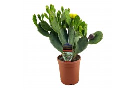 Overig cactus Opuntia