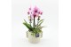 Phalaenopsis PHAL-2519RZ Phalaenopsis creatie 2 pp 