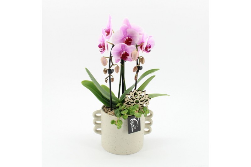 Phalaenopsis PHAL-2519RZ Phalaenopsis creatie 2 pp Phalaenopsis PHAL-2519RZ Phalaenopsis creatie 2 pp