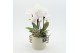 Phalaenopsis PHAL-2519W Phalaenopsis creatie 2 pp 
