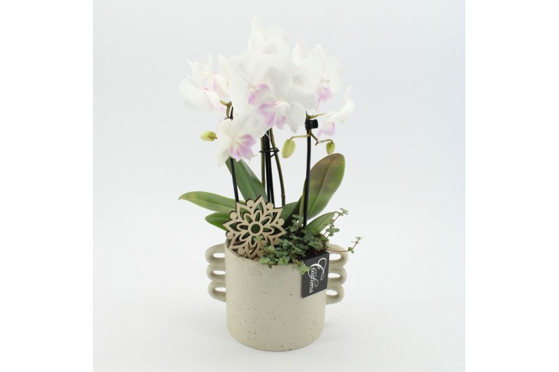Phalaenopsis PHAL-2519W Phalaenopsis creatie 2 pp Phalaenopsis PHAL-2519W Phalaenopsis creatie 2 pp