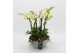 Phalaenopsis PHAL-2532W Phalaenopsis creatie 6 pp 