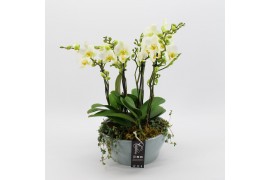Phalaenopsis PHAL-2532W Phalaenopsis creatie 6 pp