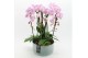 Phalaenopsis PHAL-2534RZ Phalaenopsis creatie 3 pp 