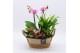 Phalaenopsis PHAL-2535RZ Phalaenopsis creatie 4 pp 