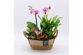 Phalaenopsis PHAL-2535RZ Phalaenopsis creatie 4 pp
